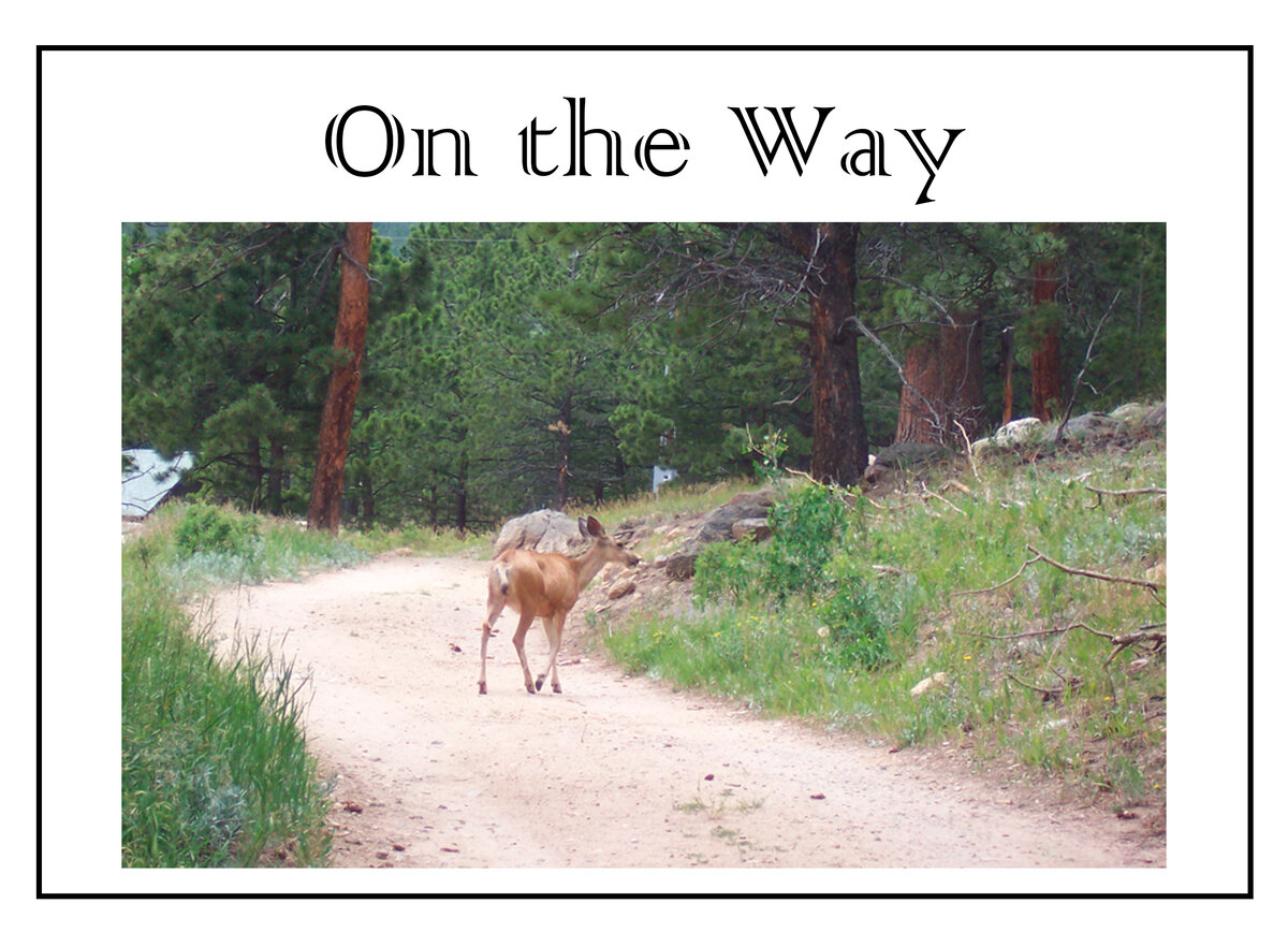 On the way to the kitchen we saw an elk ..
