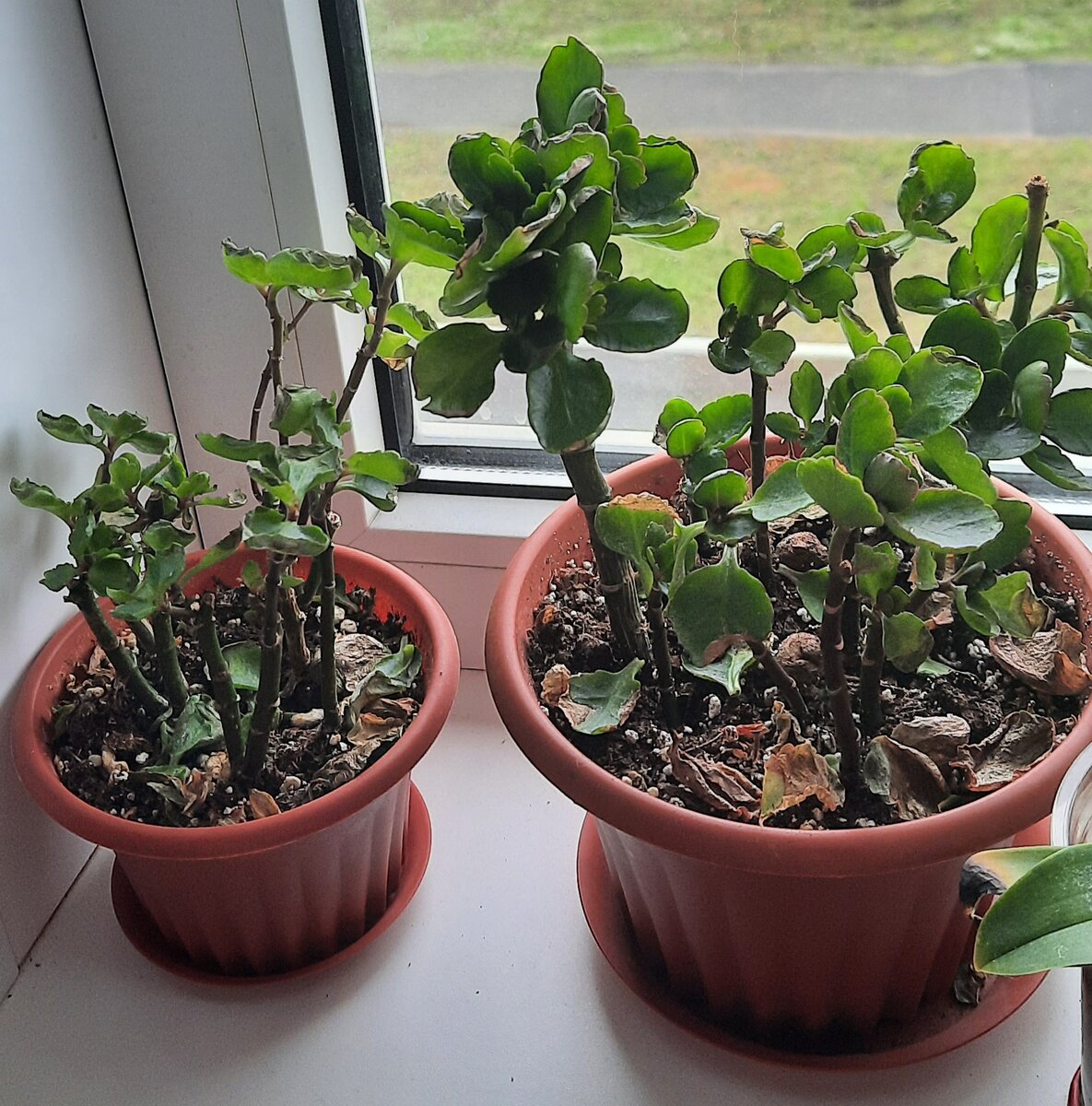 Мой вечный страдалец. Каланхоэ.