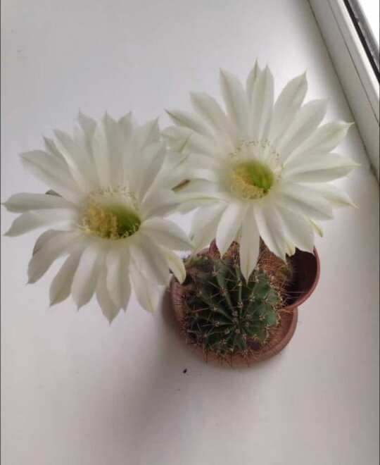 Кактус расцвел на подоконнике в кабинете врача. Здорово так