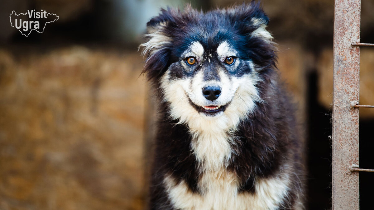 Гаврюша. Смешная девочка, как и ее брат Флеш попала в центр этой зимой. Ориентировочно родилась в октябре 2021 года. Ей ищут дом.