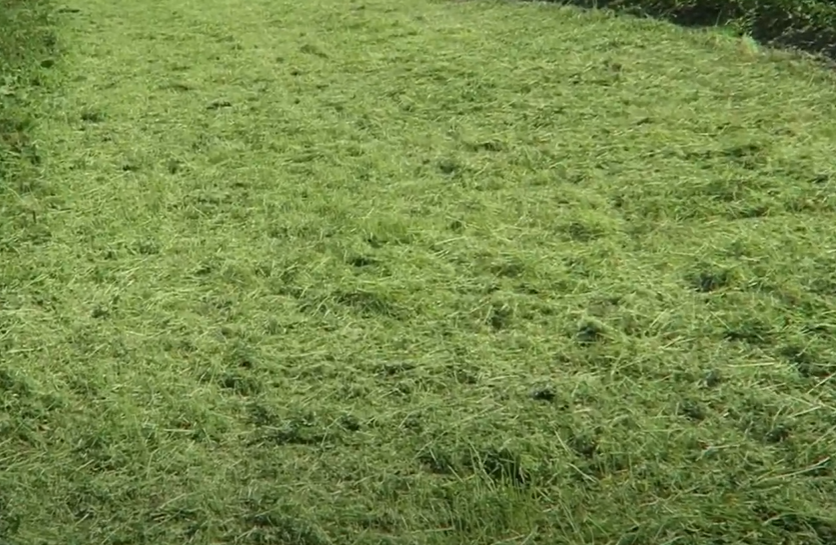 Скошенный сидерат