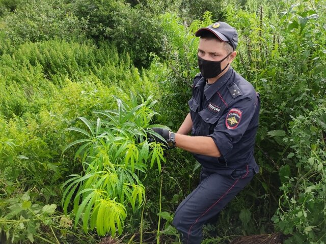    Полицейский конфискует коноплю УМВД по Костромской области