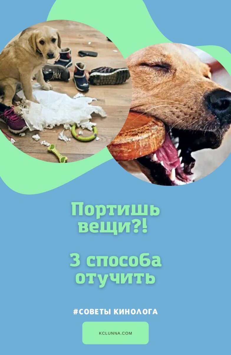 Как отучить собаку все подбирать на улице. Щенок грызет вещи как отучить. как отучить собаку грызть обувь. как отучить собаку грызть свой хвост. отучение собак грызть прибор бубен.