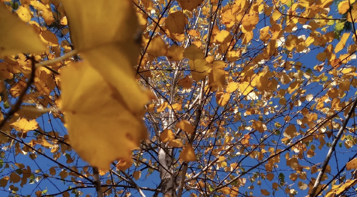     В Татарстане прогнозируют потепление. Температура воздуха днем может повыситься до 20 градусов со знаком «плюс». Об этом сообщили в гидрометцентре РТ.