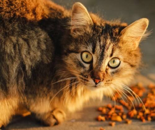 Нарушение аппетита: