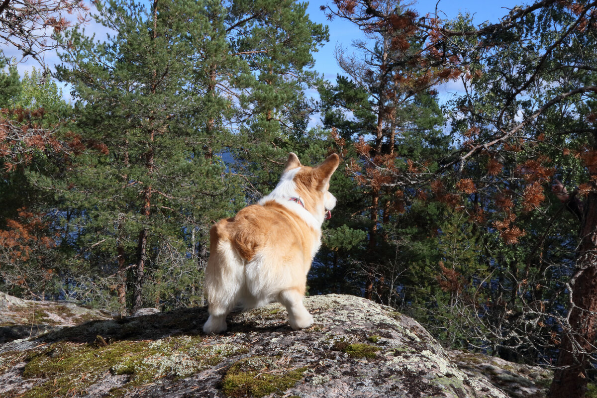 Пейзажи залива Лехмалахти