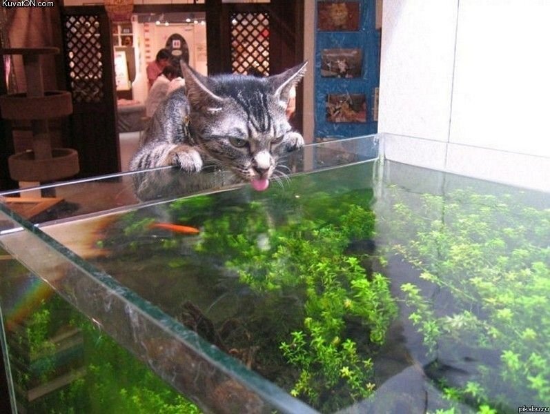 Должна ли вода для кошки находиться вдали от еды | КотДог | Дзен