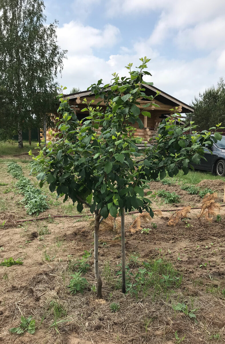 31.05.2019 год - дереву 2 года