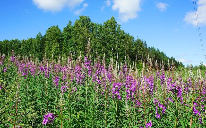 Небольшая поляна