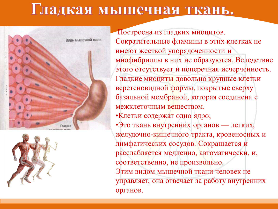 Расположение клеток поперечно полосатой ткани Различают три типа мышц: поперечно-полосатые скелетные мышцы; поперечно-полосаты