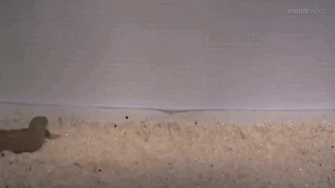 Полиптерус: Настоящие лёгкие,17 плавников на спине и сильные «ноги». Эта рыба на грани того, чтобы стать амфибией!