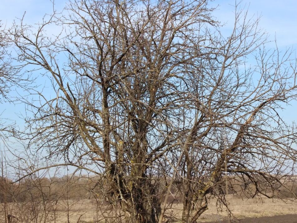 Обрезка старых плодовых деревьев: наглядная схема | Чудогрядка.рф | Дзен