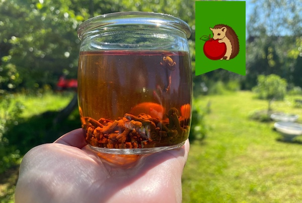 Сушеная гвоздика - мой незаменимый помощник на даче. Для чего я ее использую и какие проблемы она помогает решить?1