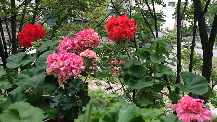 Пеларгонии за окном - всегда цветущая клумба. Фото автора