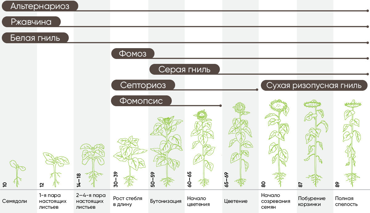 Фаза подсолнечника 4 листа. Стадии развития подсолнечника по дням. Этапы созревания подсолнечника. Фазы вегетации подсолнечника. Фенологические фазы подсолнечника.