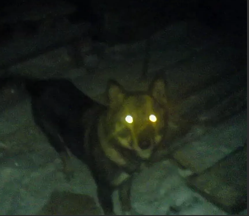 Волк светятся глаза. Собака со светящимися глазами. Свется глаза уволка втемноте. У Волков светятся глаза в темноте.