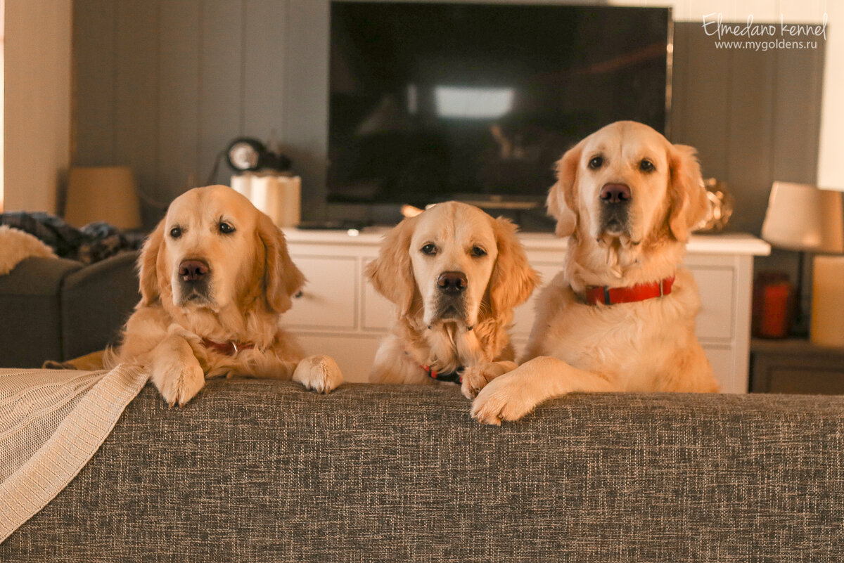 Наши золотистые ретриверы живут с нами в доме.