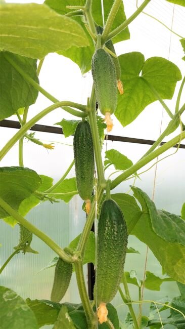 Огурец Конни F1