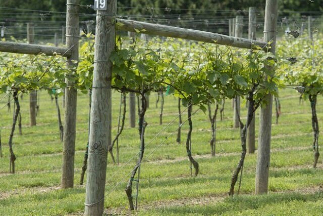 Шпалера для винограда своими руками — инструкция по изготовлению