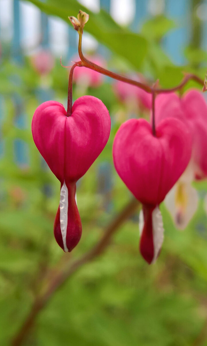 Разбитое сердце фото yandex/ru