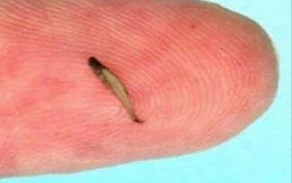 Этот гигант, по сравнению с пальцем человека