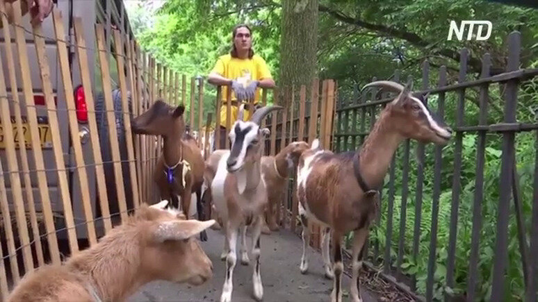 На Манхэттен снова привезли два десятка коз, которые помогут избавить  парк Риверсайд от сорняков.
