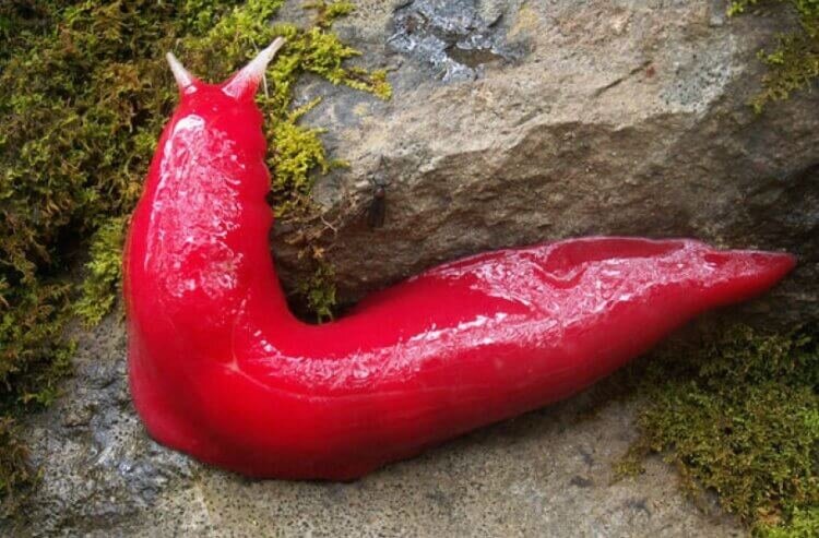 Розовый слизень, который обитает только в Австралии 