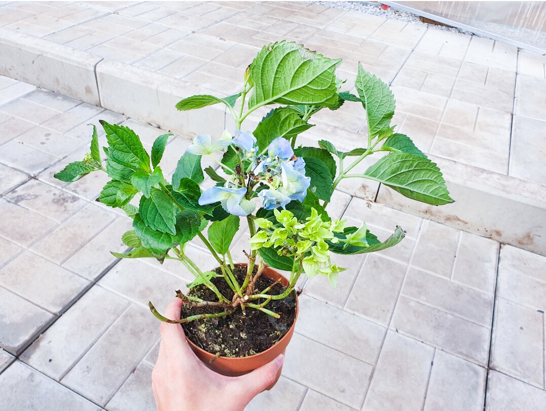 Все ветки живые, много побегов