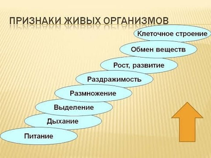 Какова связь между живой и неживой природой – схема и примеры