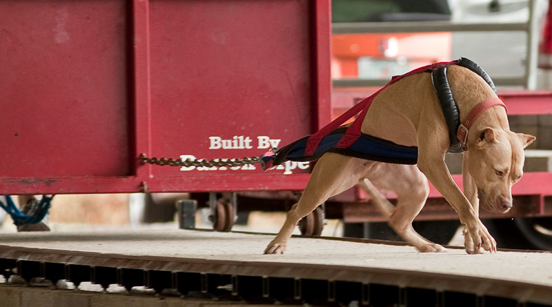 Вейтпуллинг. Американских питбультерьер. Категория до 20 кг