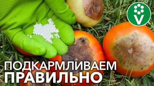 ЭТО УДОБРЕНИЕ ВЫЗЫВАЕТ ВЕРШИННУЮ ГНИЛЬ ТОМАТОВ! Делаем подкормки с умом