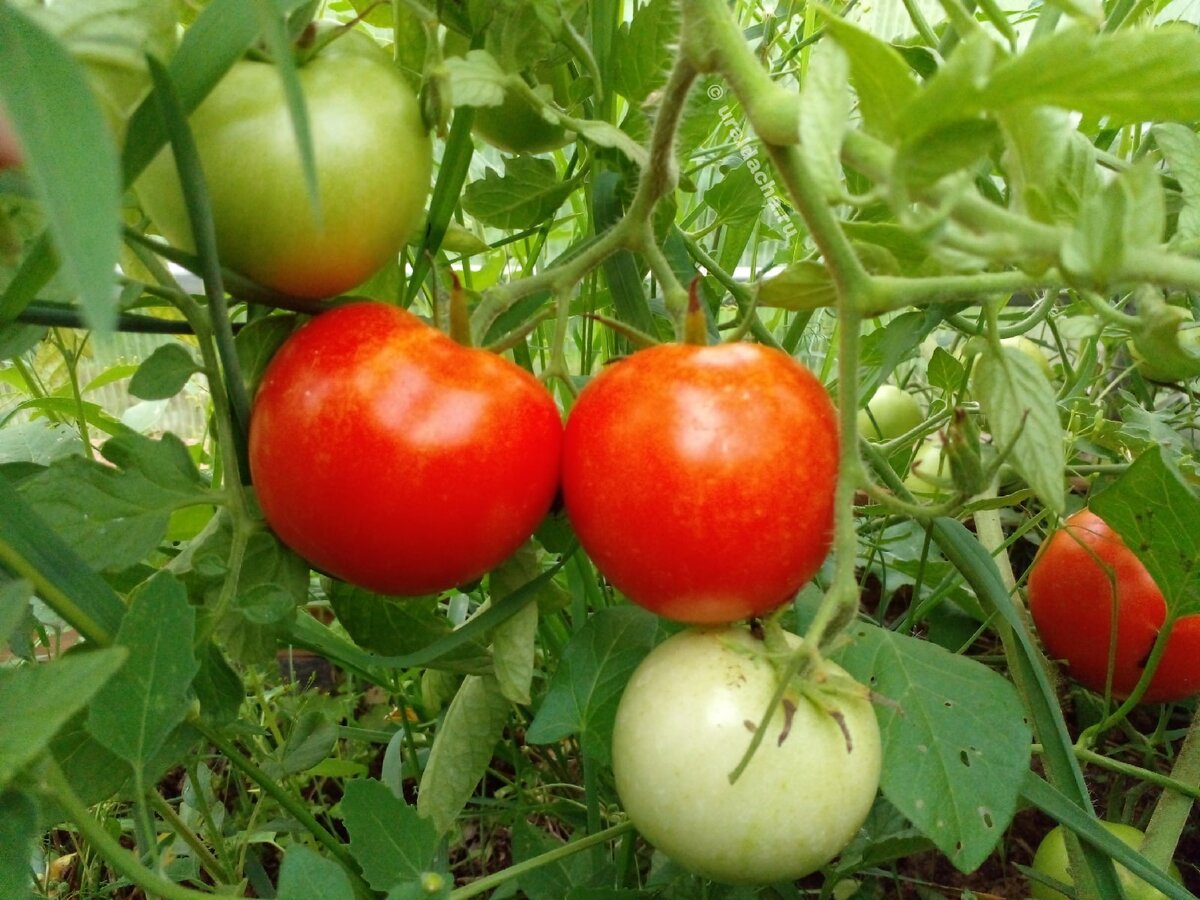 Стадия полного созревания плода - томаты в центре поспели