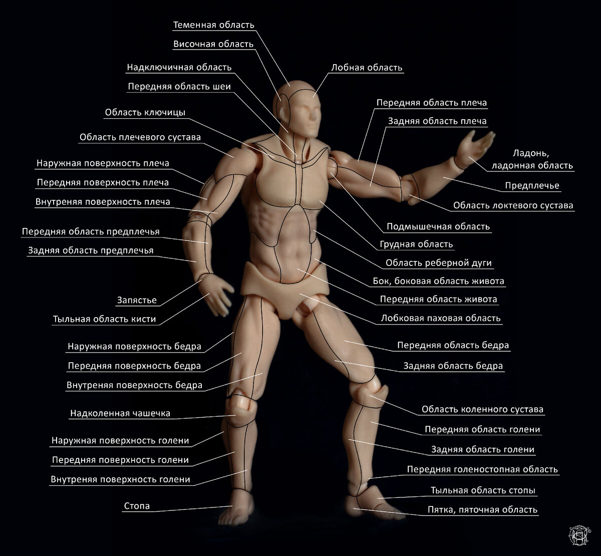 Вид спереди