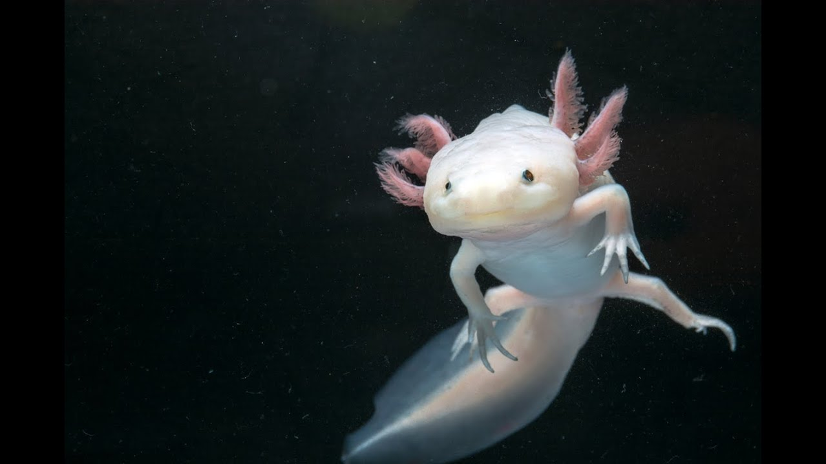 (Яндекс. Картинки)