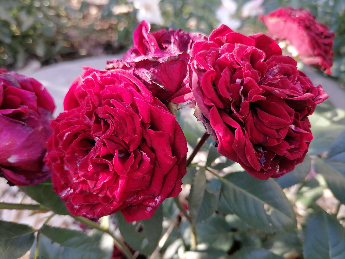 На стебле спрей розы Таманго 4 цветка. Один стебель - готовый букет.