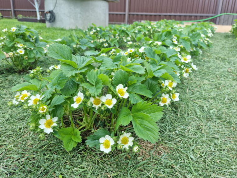 А вот так для мульчи можно использовать скошенную траву. Фото автора.