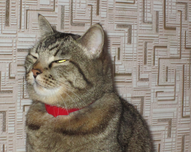 котэ какбэ негодуэ и говорит - сами вы такие! прилично ли почтенному дону да такими глупостями заниматься на старости-то лет...