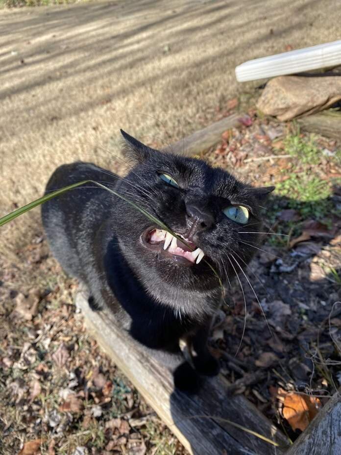 Отчаянное сражение с травинкой