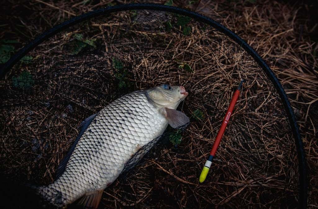 ловить 20. рыбы и рыбалка. самая большая рыба пойманная в волге. сазан 25 кг. ловить 20.