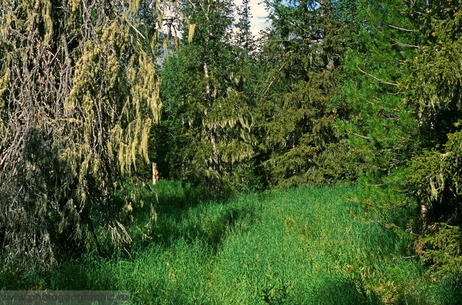 2. Где-то тут живёт Леший.