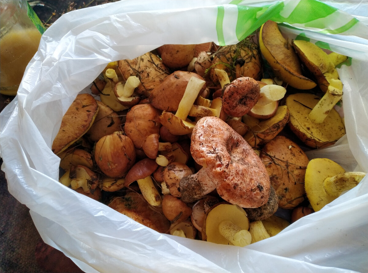 Сегодняшний улов