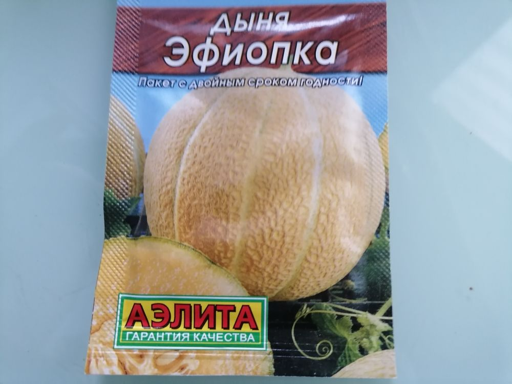 Семена дыни Эфиопка, фото автора