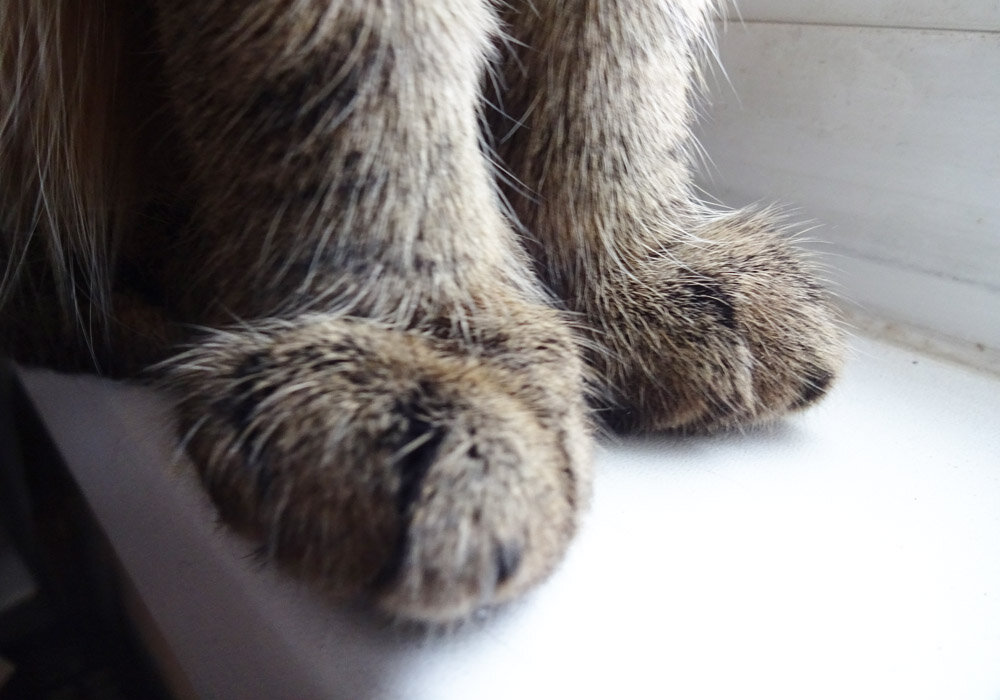 Меховые ножки