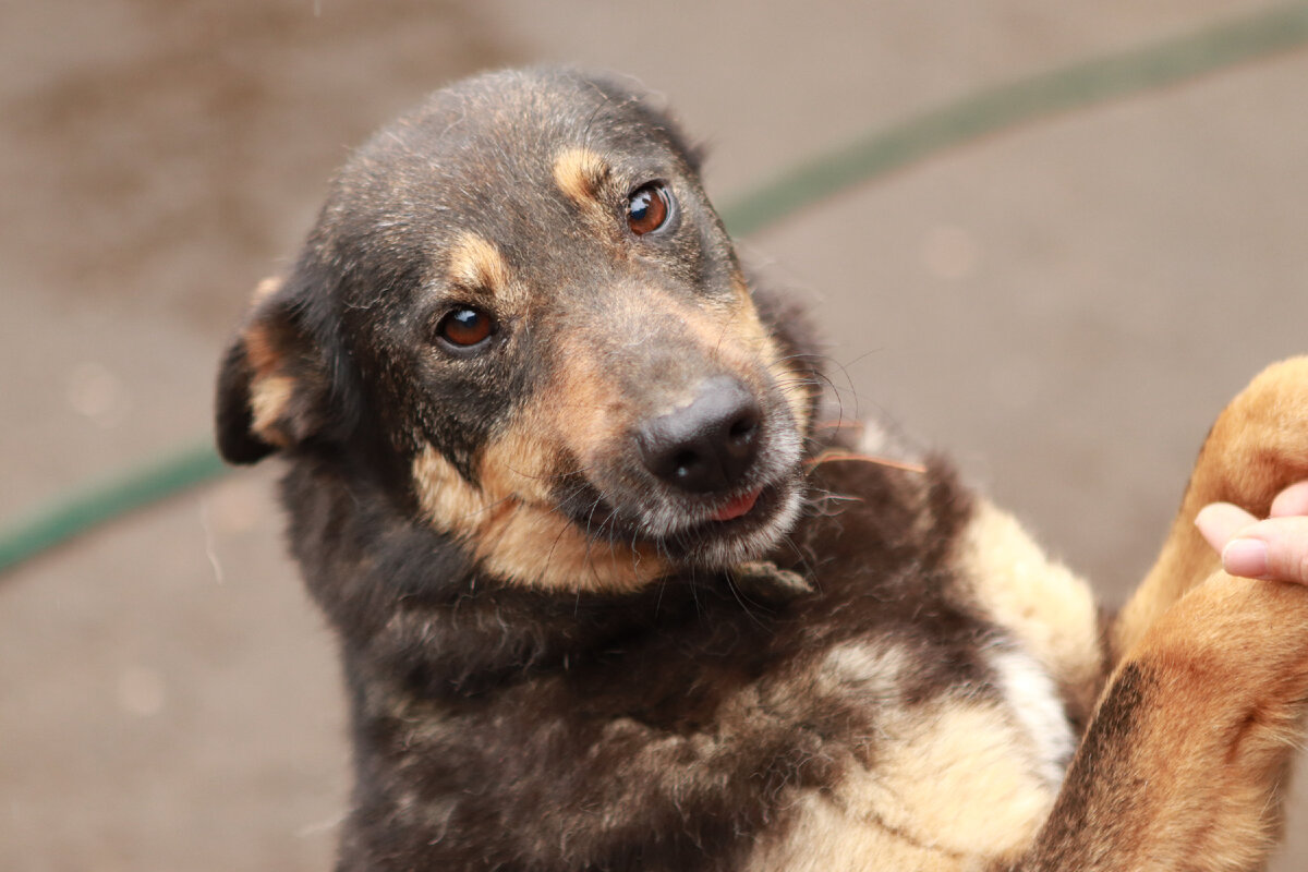 Преданным другом может стать и та собака, что ждет своего хозяина в бедном приюте, а не в уютной квартире предприимчивых заводчиков