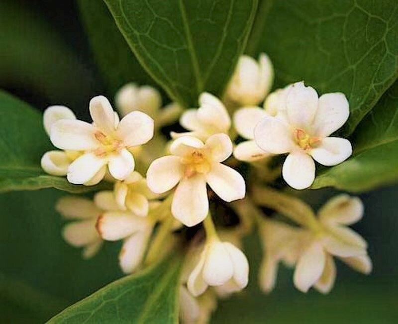 Османтус fragrans