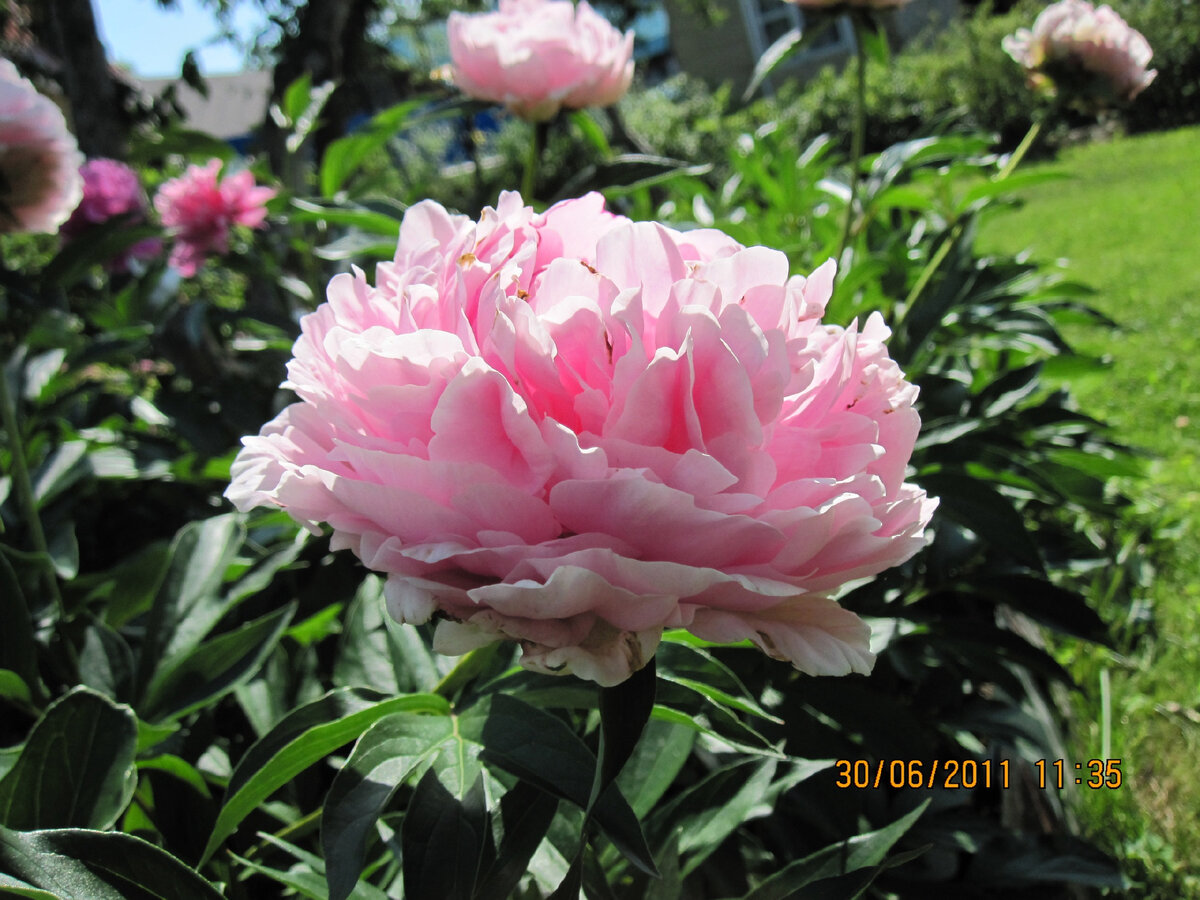 Пион Albert Crousse. Paeonia Albert Crousse. 53 Пиона.