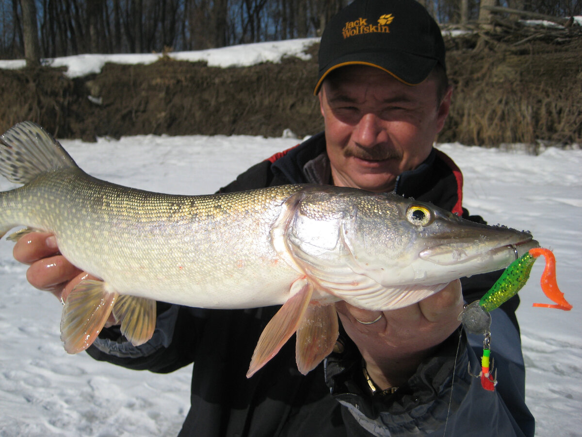 Щука пойманная на подлёдный джиг с Bass Assassin Curly Shads 4". Фото автора Андрея Калачева