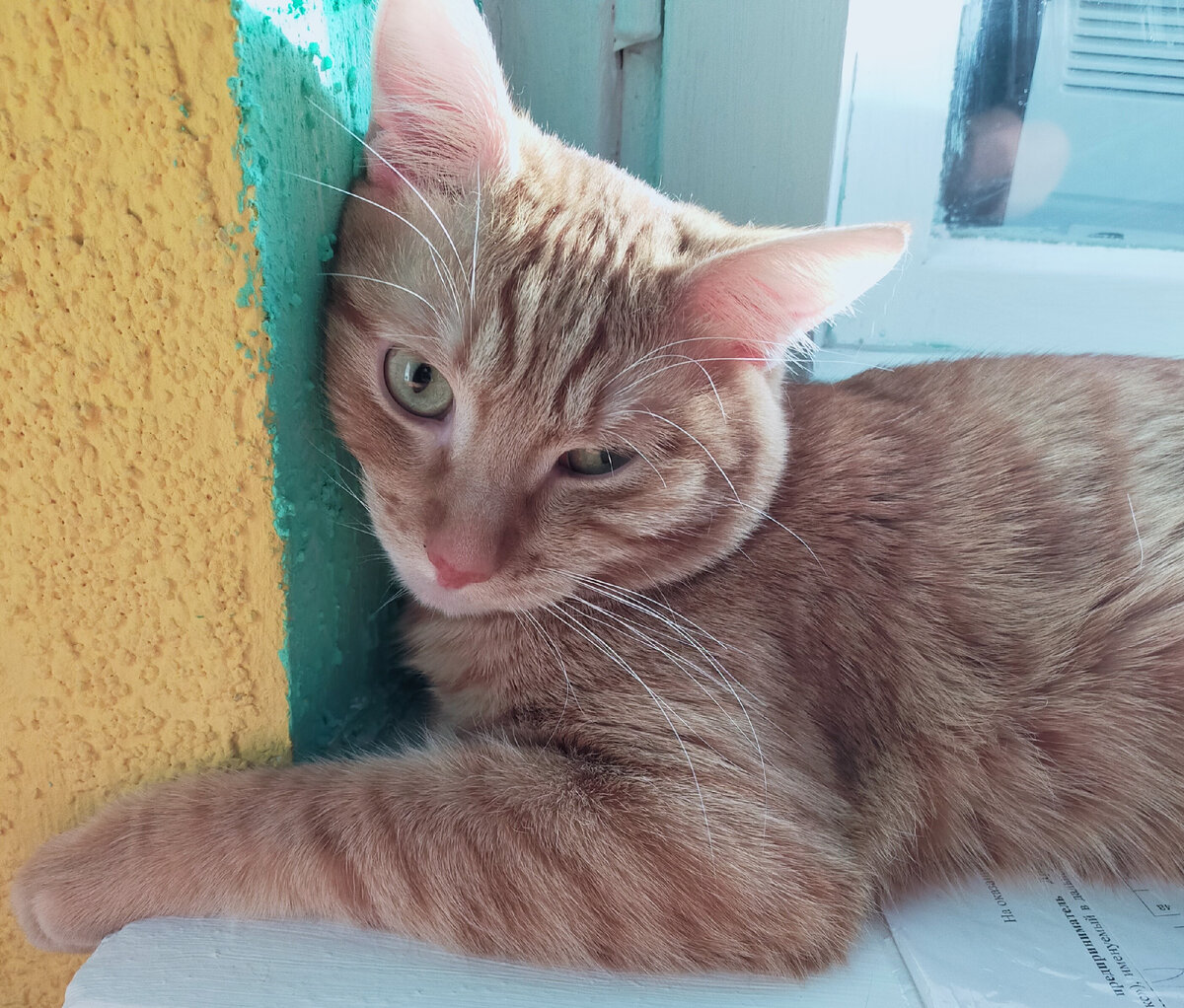 Персивальд Картошкин:)