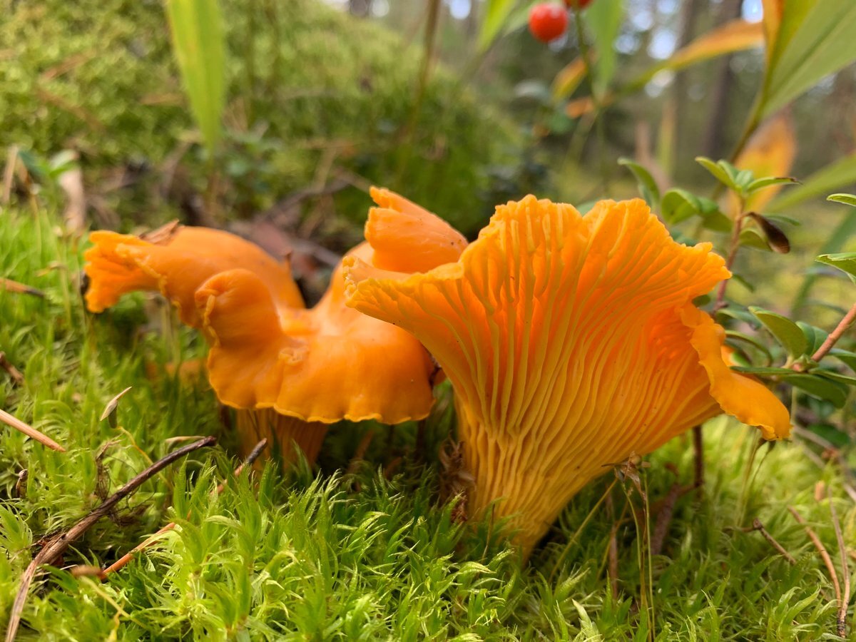 Красивые грибы. Нарядные. Веселые. Фото из открытых источников.