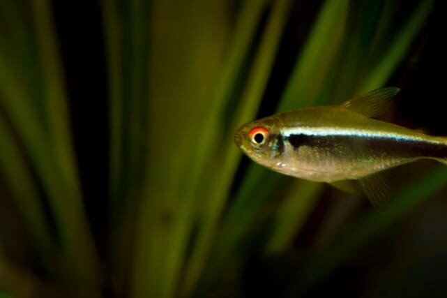 неон черный